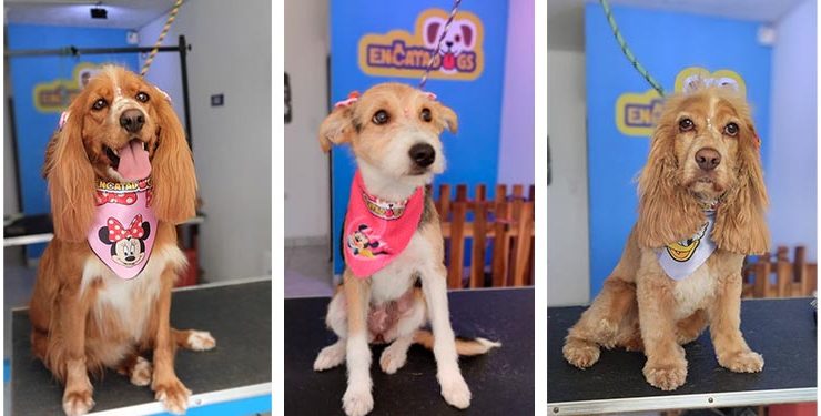 Encatadogs
