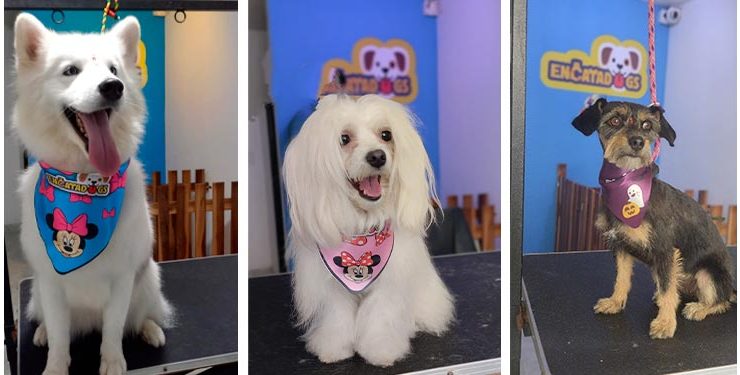 Encatadogs