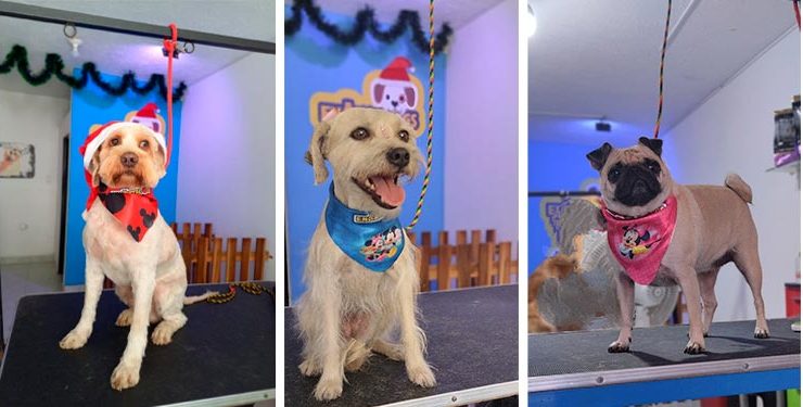 Encatadogs