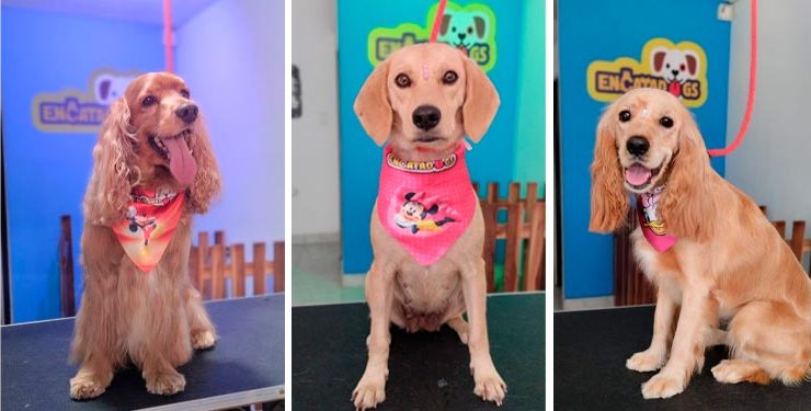 Encatadogs