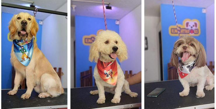 Encatadogs