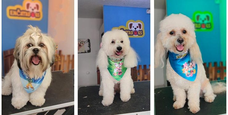 Encatadogs