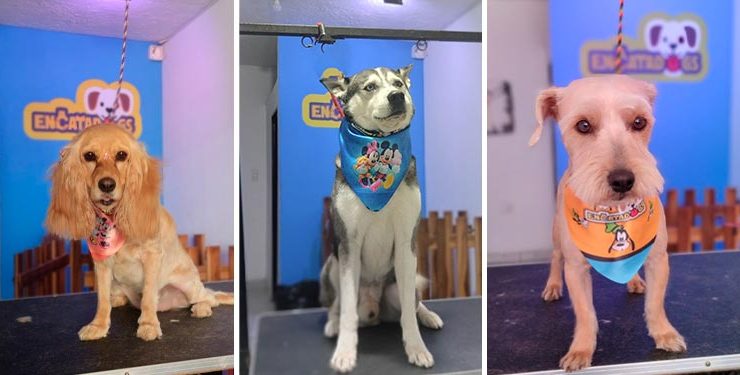 Encatadogs