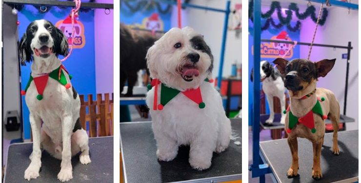 Encatadogs